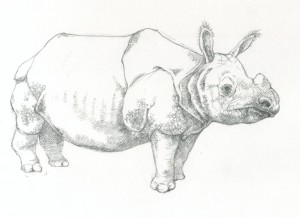 Paul's rhinoceros